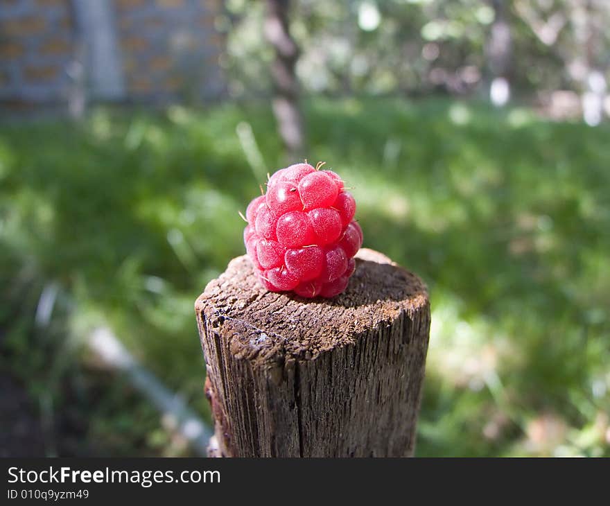 Raspberry on old cracked stump