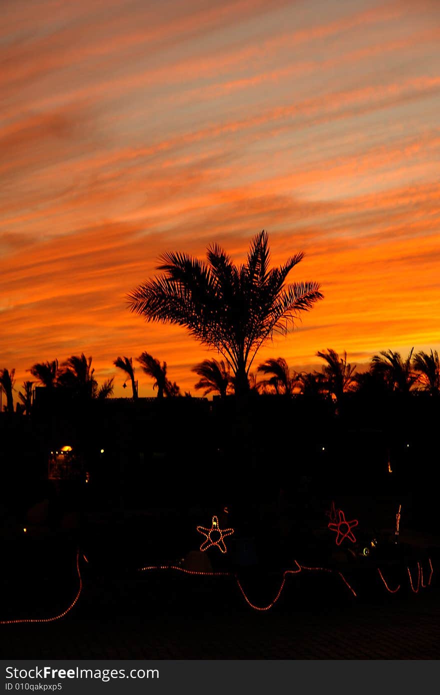 Palm tree on the background of the evening sky