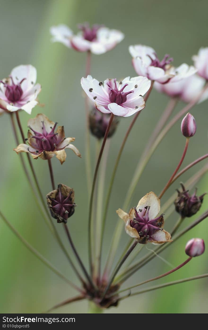 Pretty and delicate wildflowers by a pond.