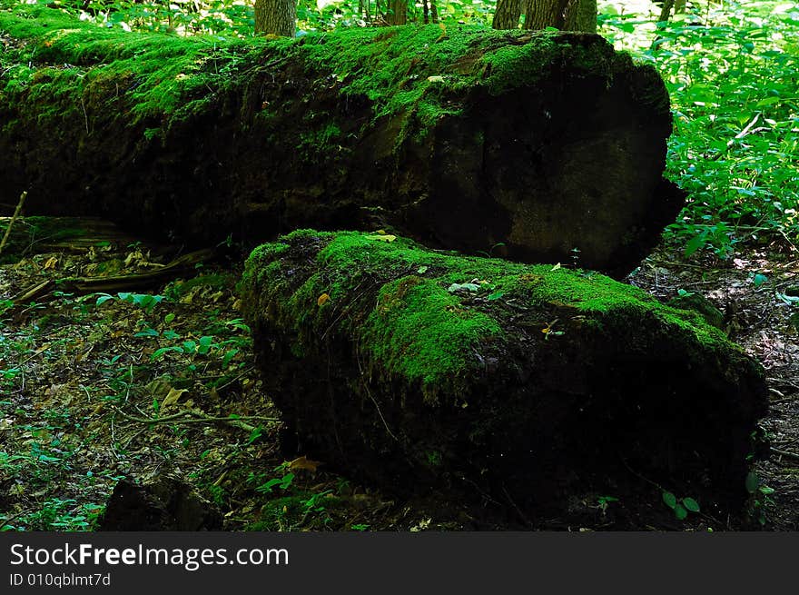 This is a cut down oak tree.It has been laying on the ground for a few years and is covered in green moss. This is a cut down oak tree.It has been laying on the ground for a few years and is covered in green moss.