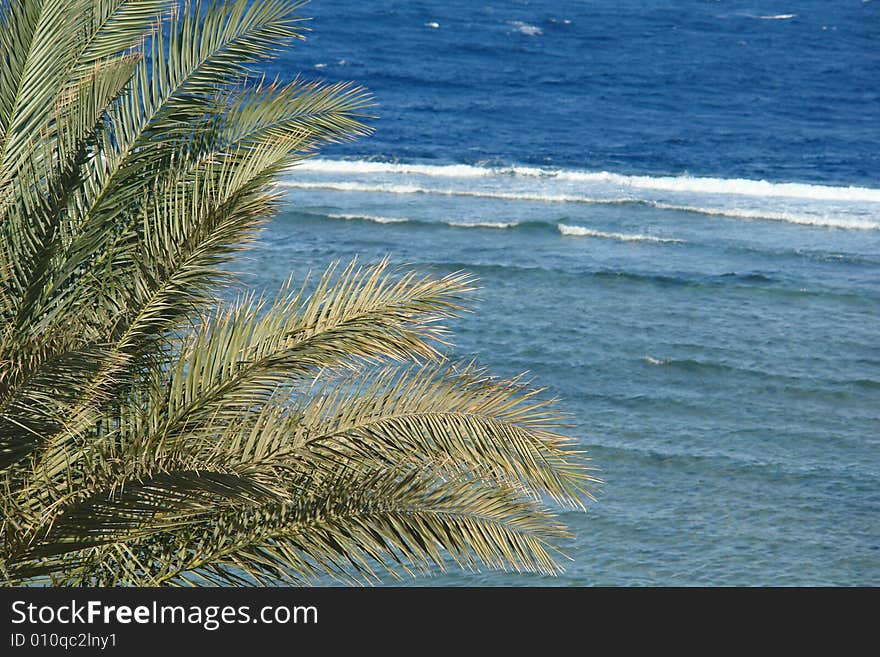 Light green palm leaves mooving by the wind on the background of the sea. Light green palm leaves mooving by the wind on the background of the sea