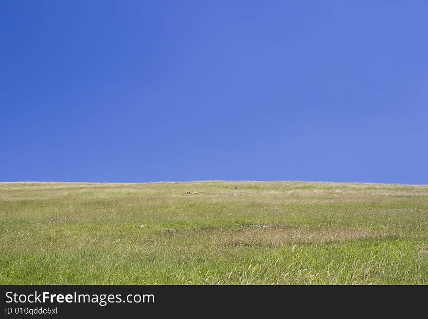 Summer Field