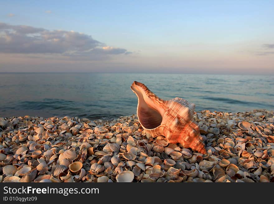 Seashell On The Sea Coast