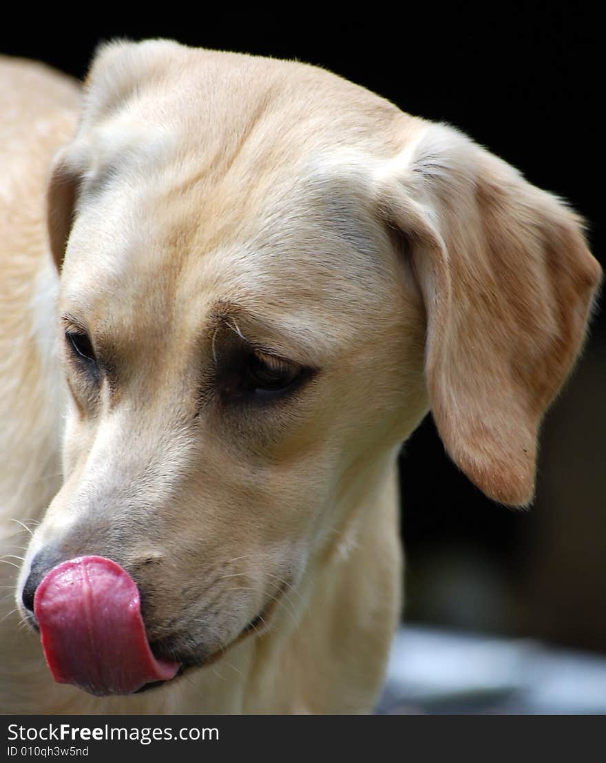 Labrador puppy licking her nose