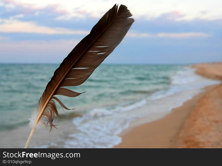 Feather On The Sea Coast