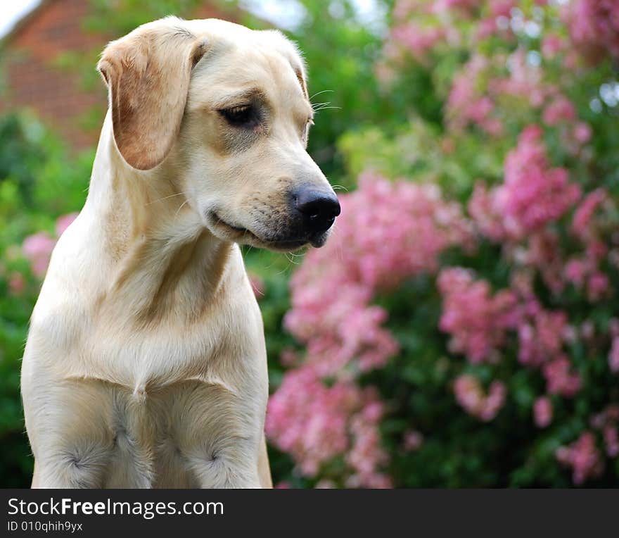 Shot of a cute yellow labrador puppy