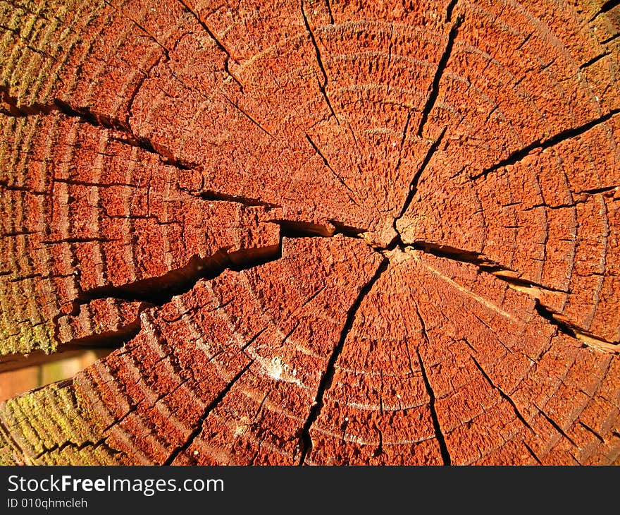 Sunlit reddish cross-section of a tree-trunk