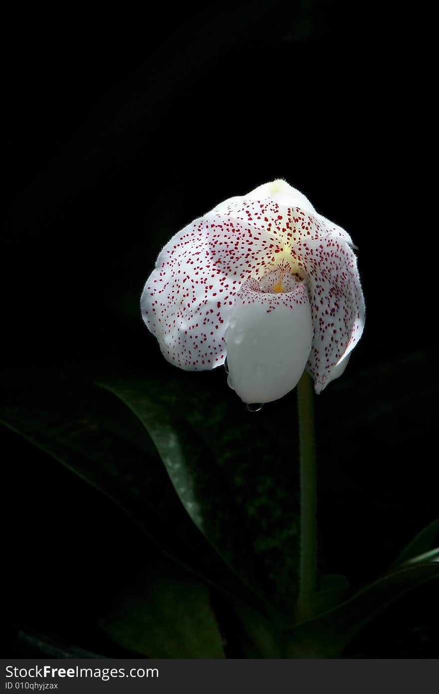 White orchid Lady’s Slipper with black background.