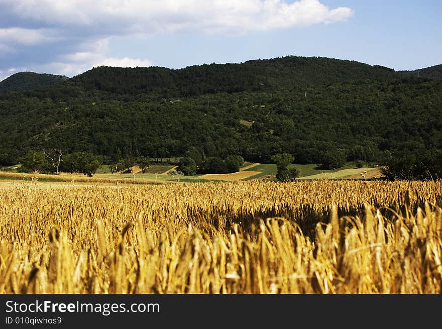 Wheat field under a blue sky