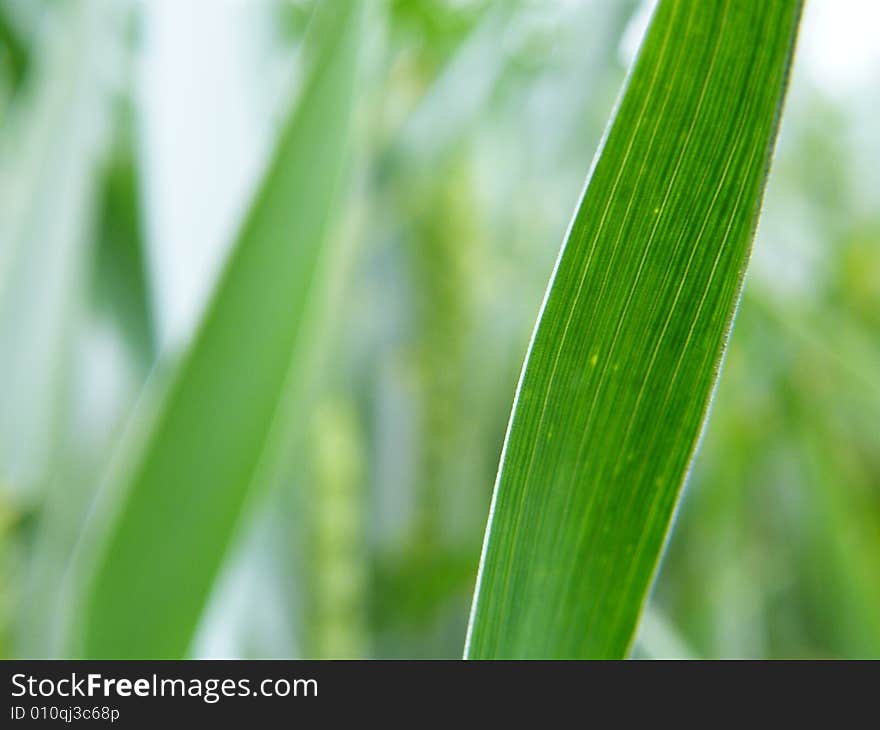 Detail of young wheat plant. Detail of young wheat plant.