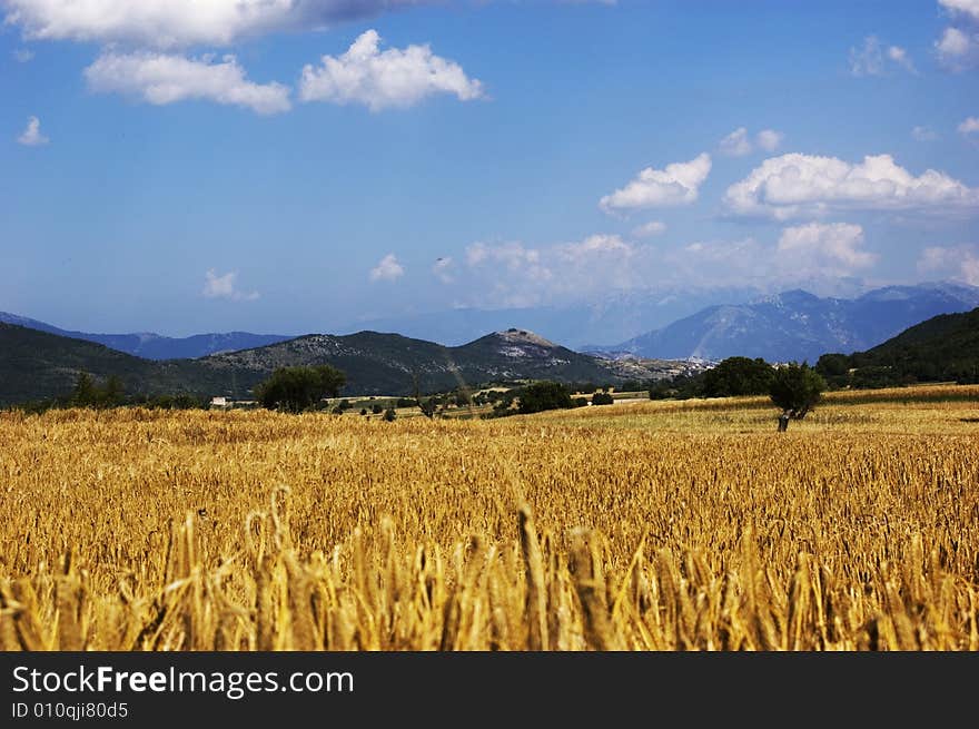 Wheat landscape