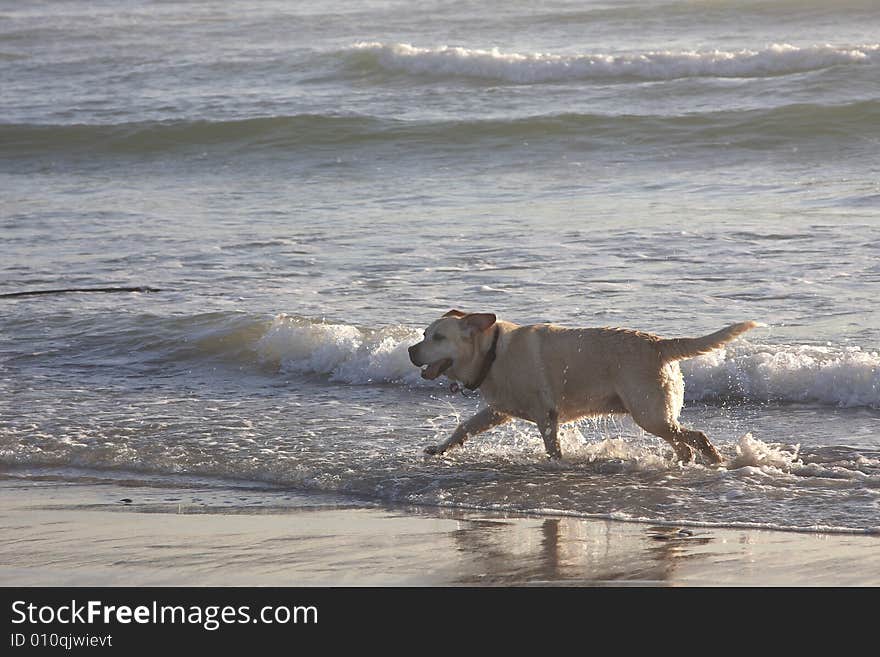 Dog playing in the shallow water in the sea