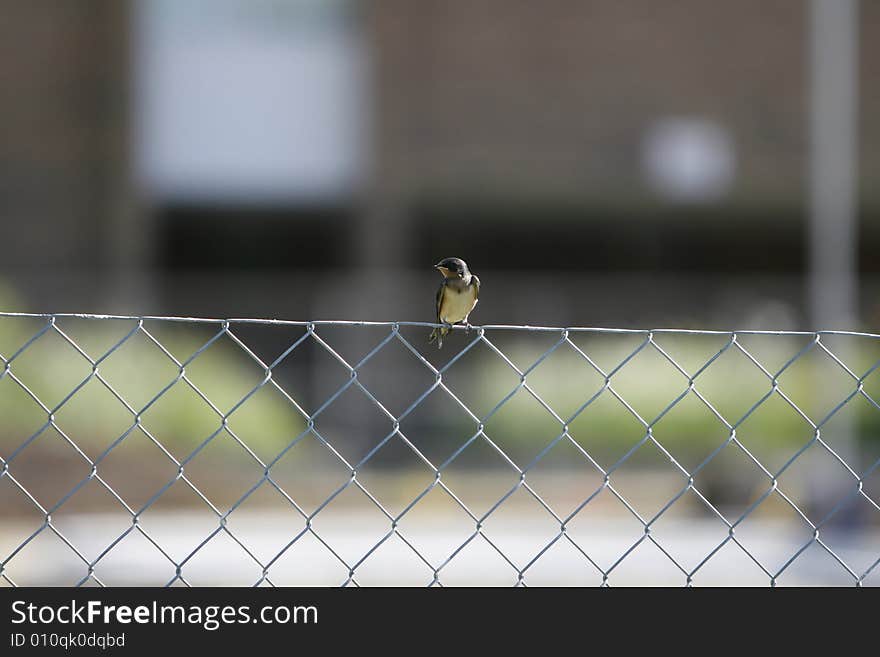 Bird Perch