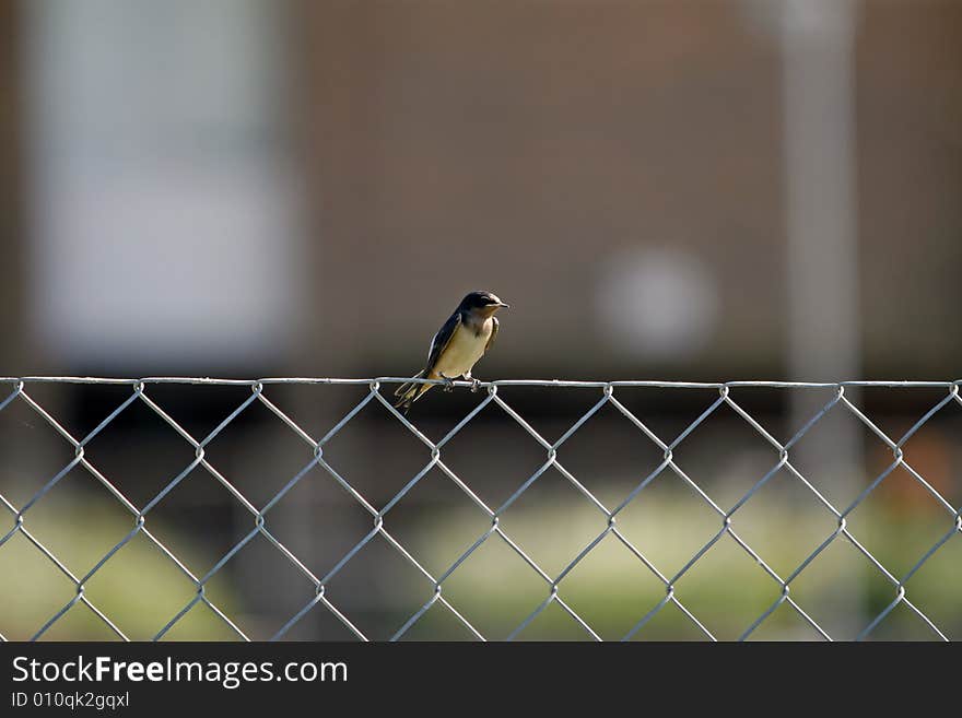 Bird Perch