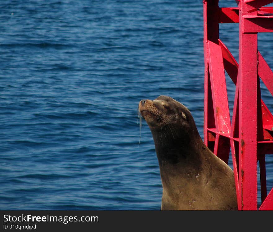 Harbor Seal On Buoy