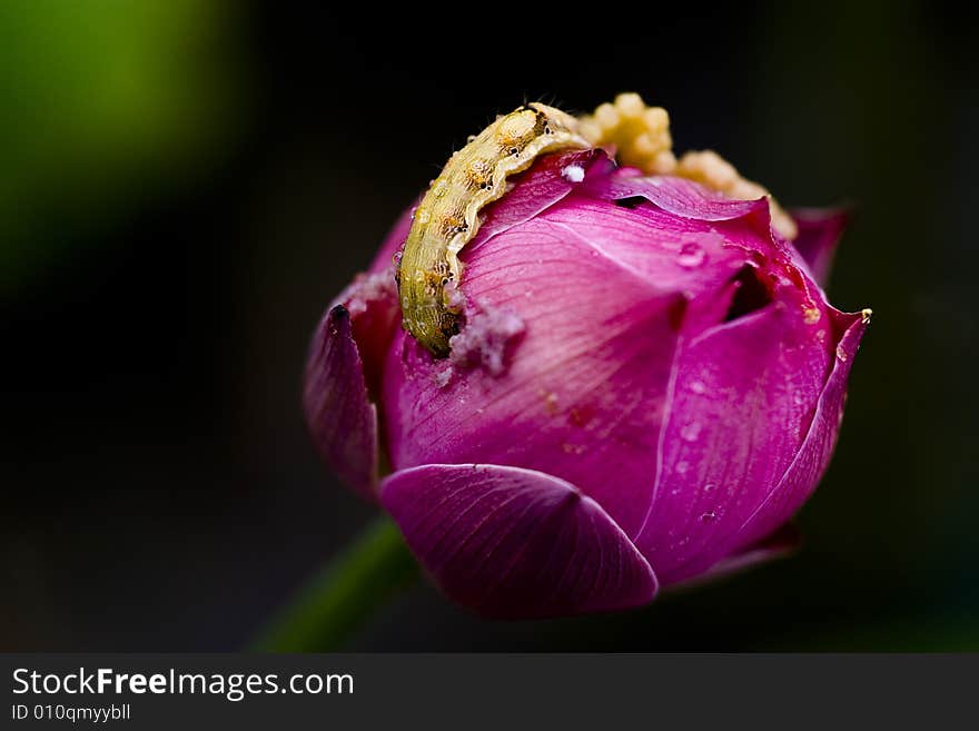 Moths Ate Holes In Lotus