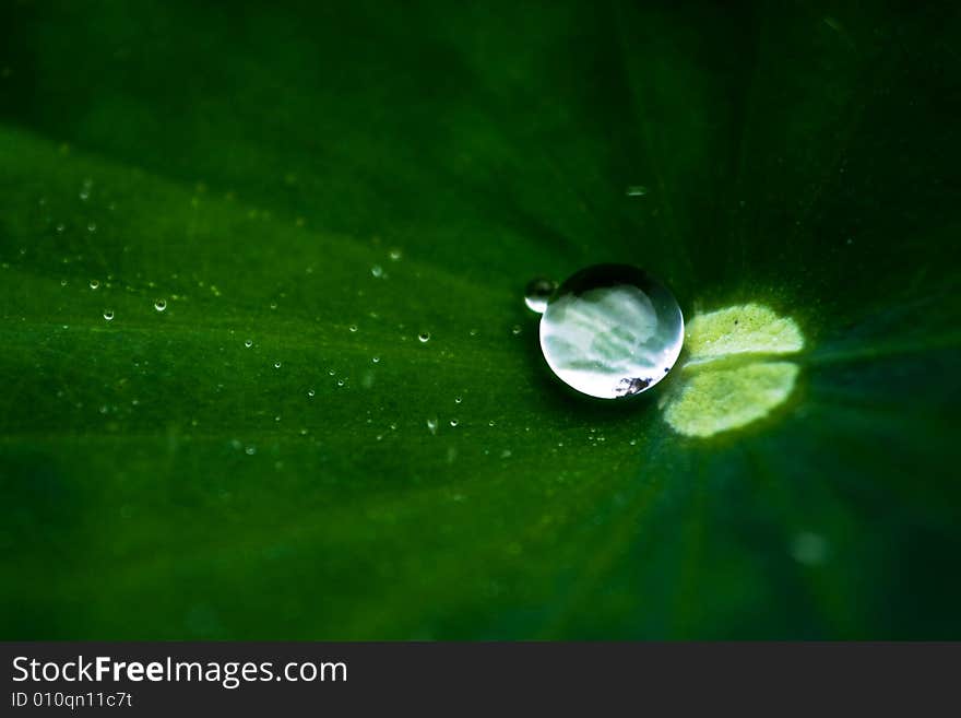 The leaves of the lotus after rain. The leaves of the lotus after rain