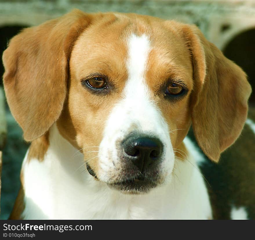 Head shot of adorable beagle