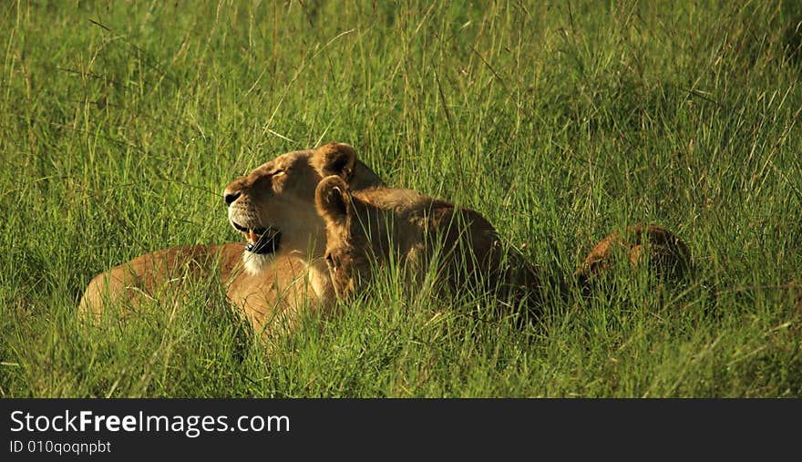 Lioness and her cubs in the grass