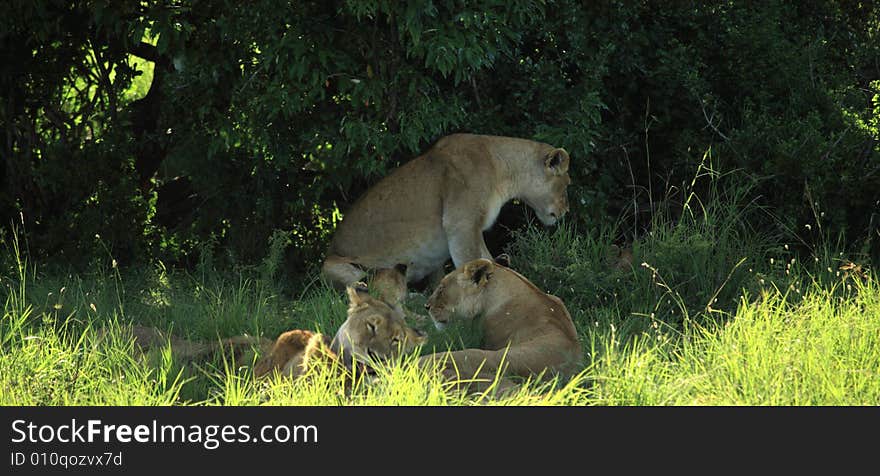 Lions sheltering from the midday sun under bushes in Kenya Africa