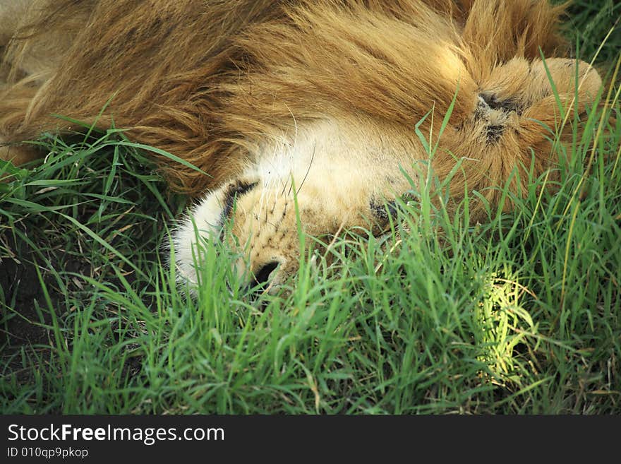 A sleeping lion in the grass in Kenya Africa