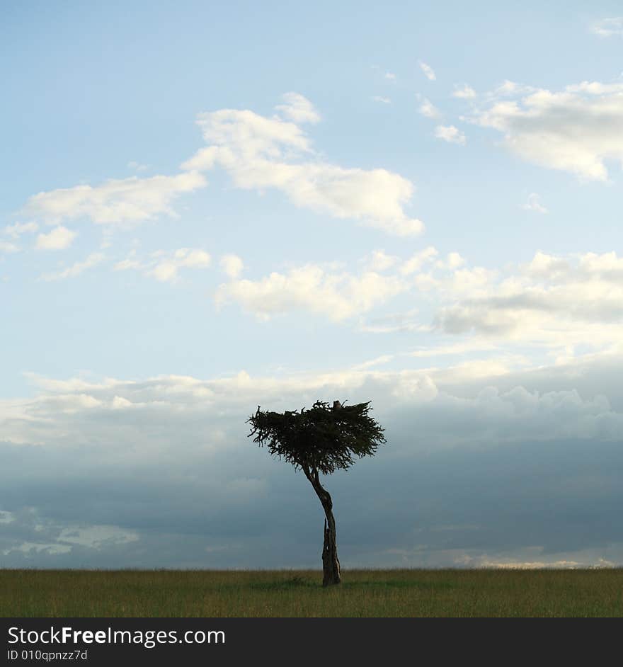 Single Acacia tree