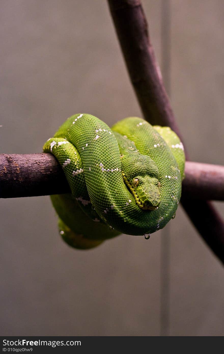 Striking green snake coiled up on a branch. Striking green snake coiled up on a branch