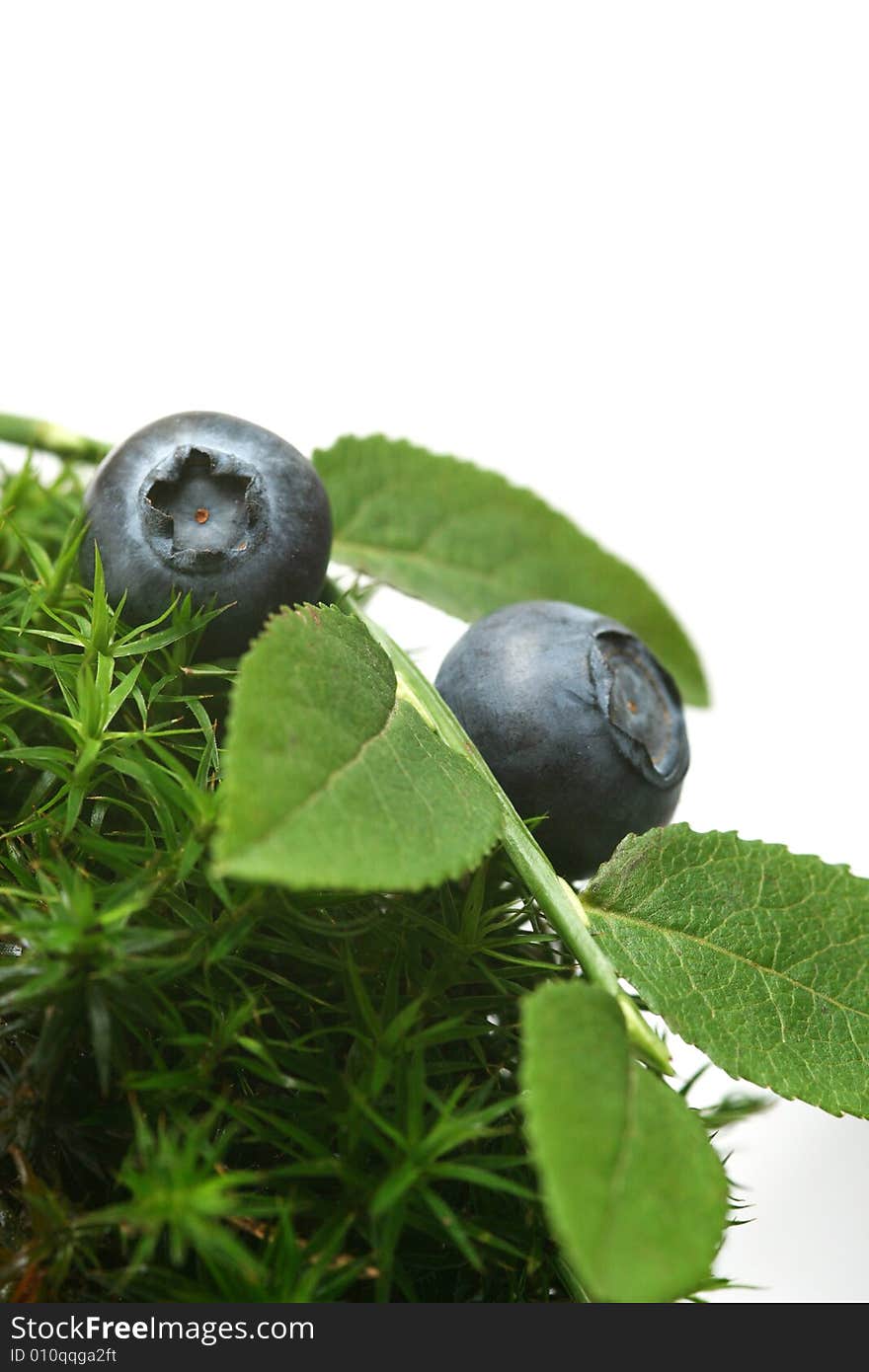 Fresh ripe bluberries with leaves. Fresh ripe bluberries with leaves