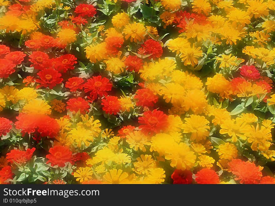 Yellow and orange group of flowers