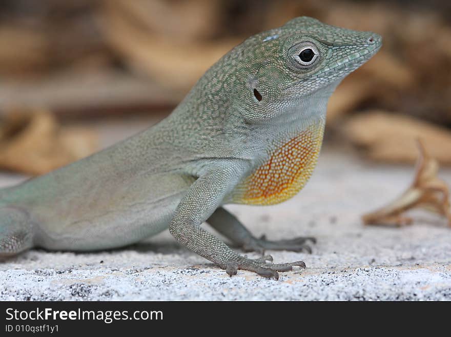 Close up photo with lizard