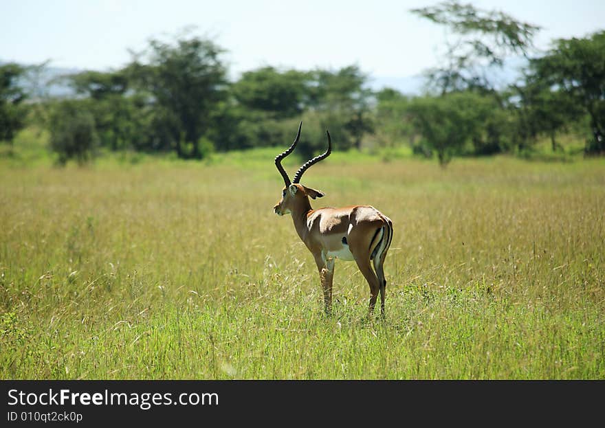 Single impala stood in the grass in Kenya Africa