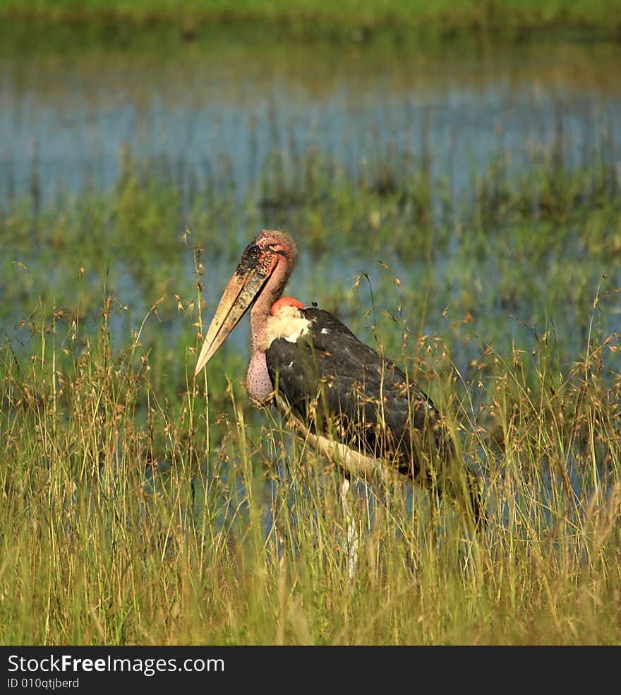 Single Marabou stork stood in the reeds in Kenya Africa