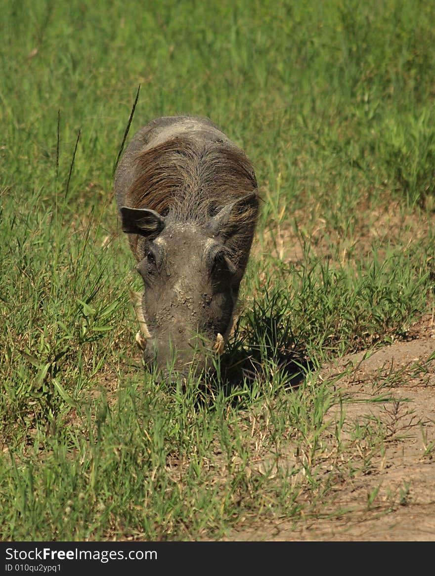 A grazing warthog