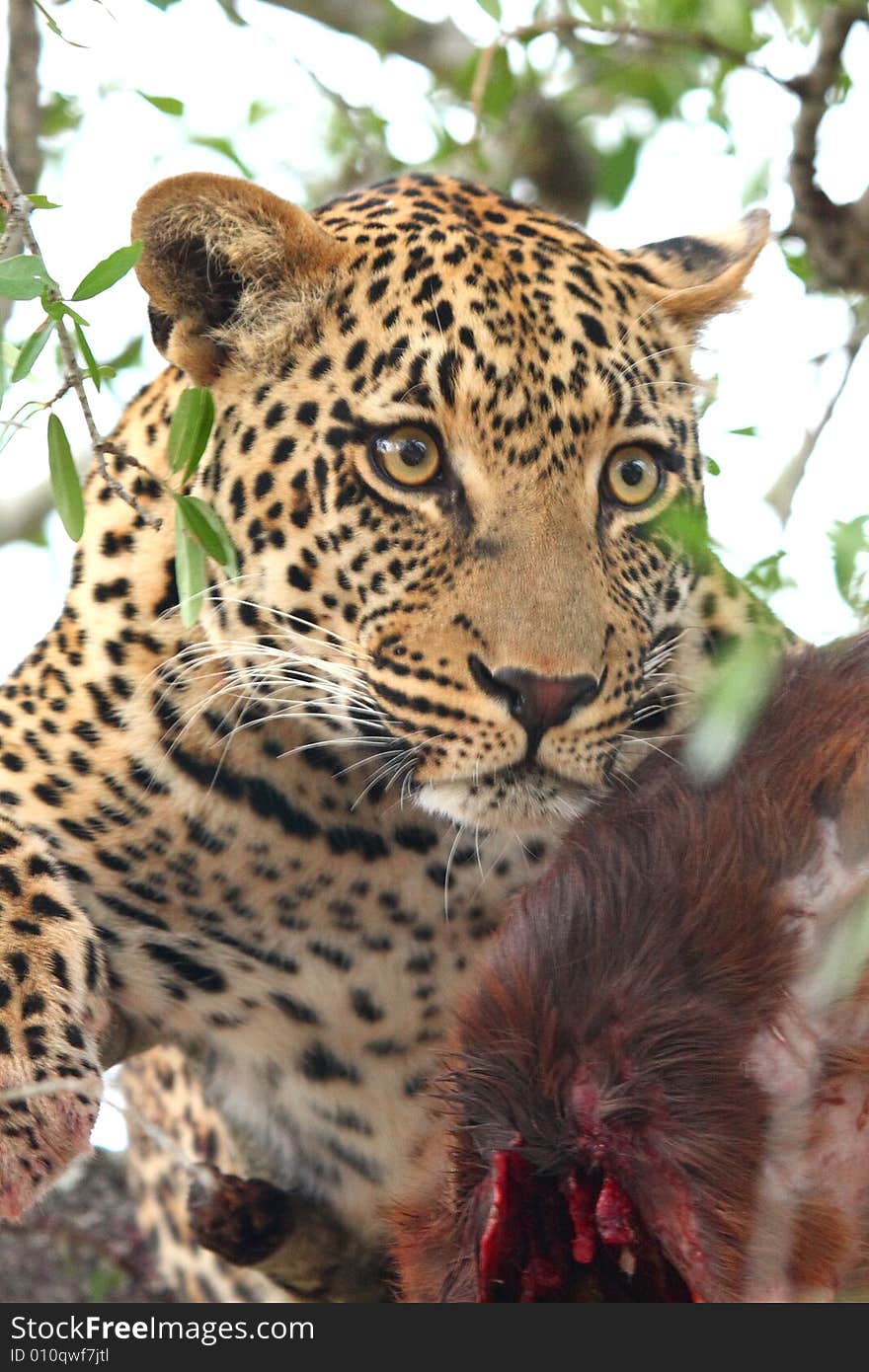 Leopard in a tree with kill in Sabi Sands Reserve