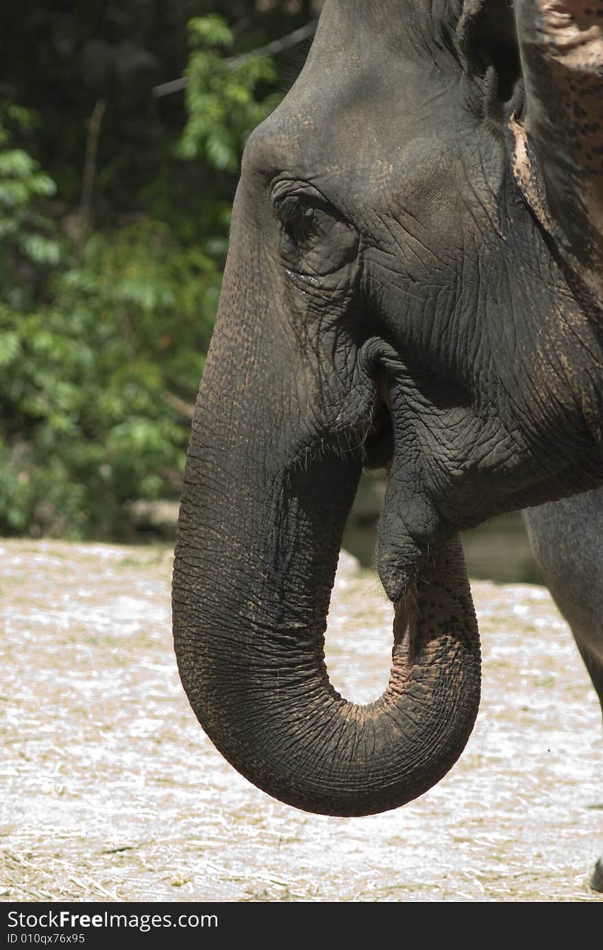 Side view of head and trunk of elephant in Thailand. Side view of head and trunk of elephant in Thailand