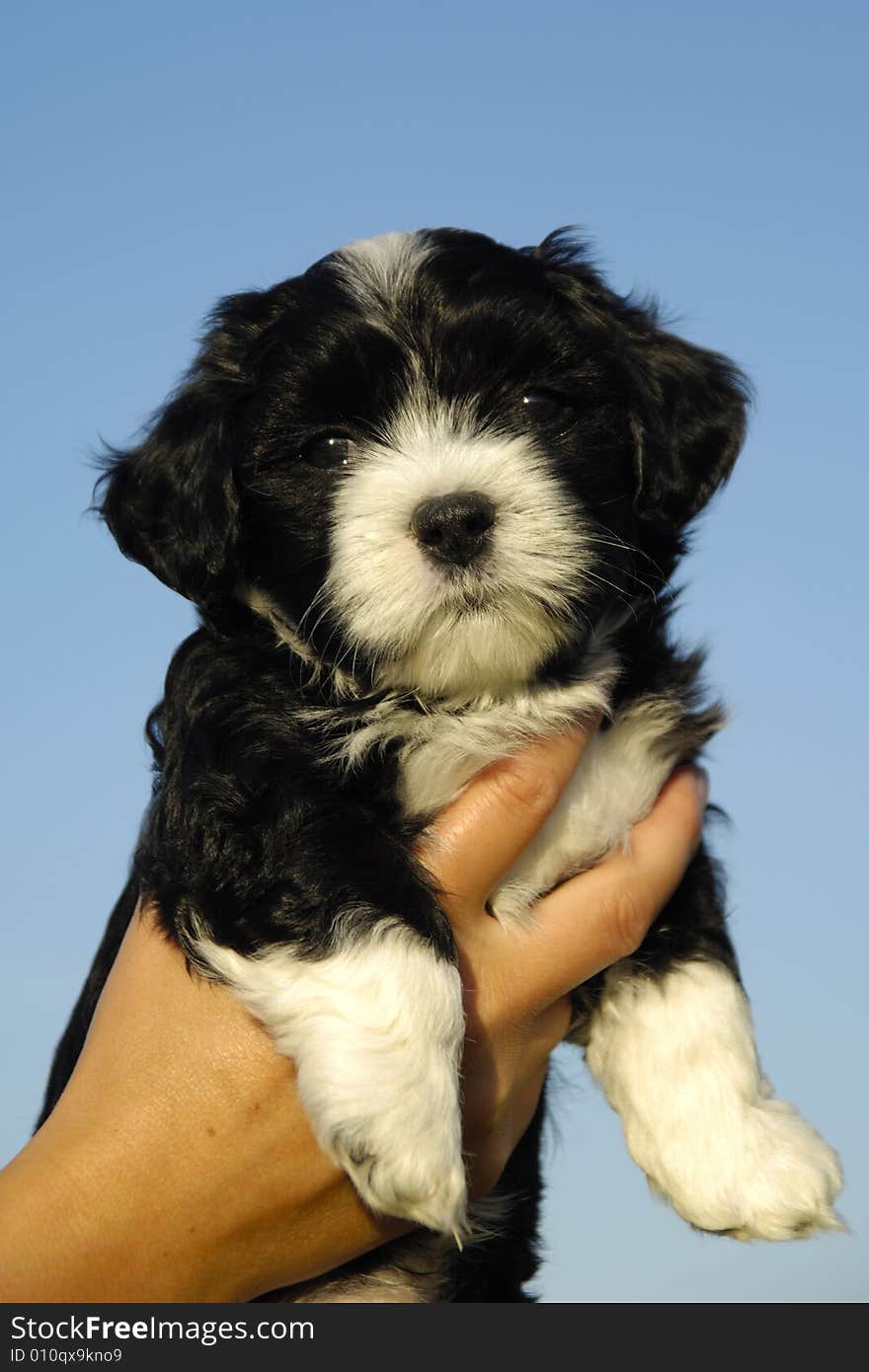 A person is holding a sweet small puppy.