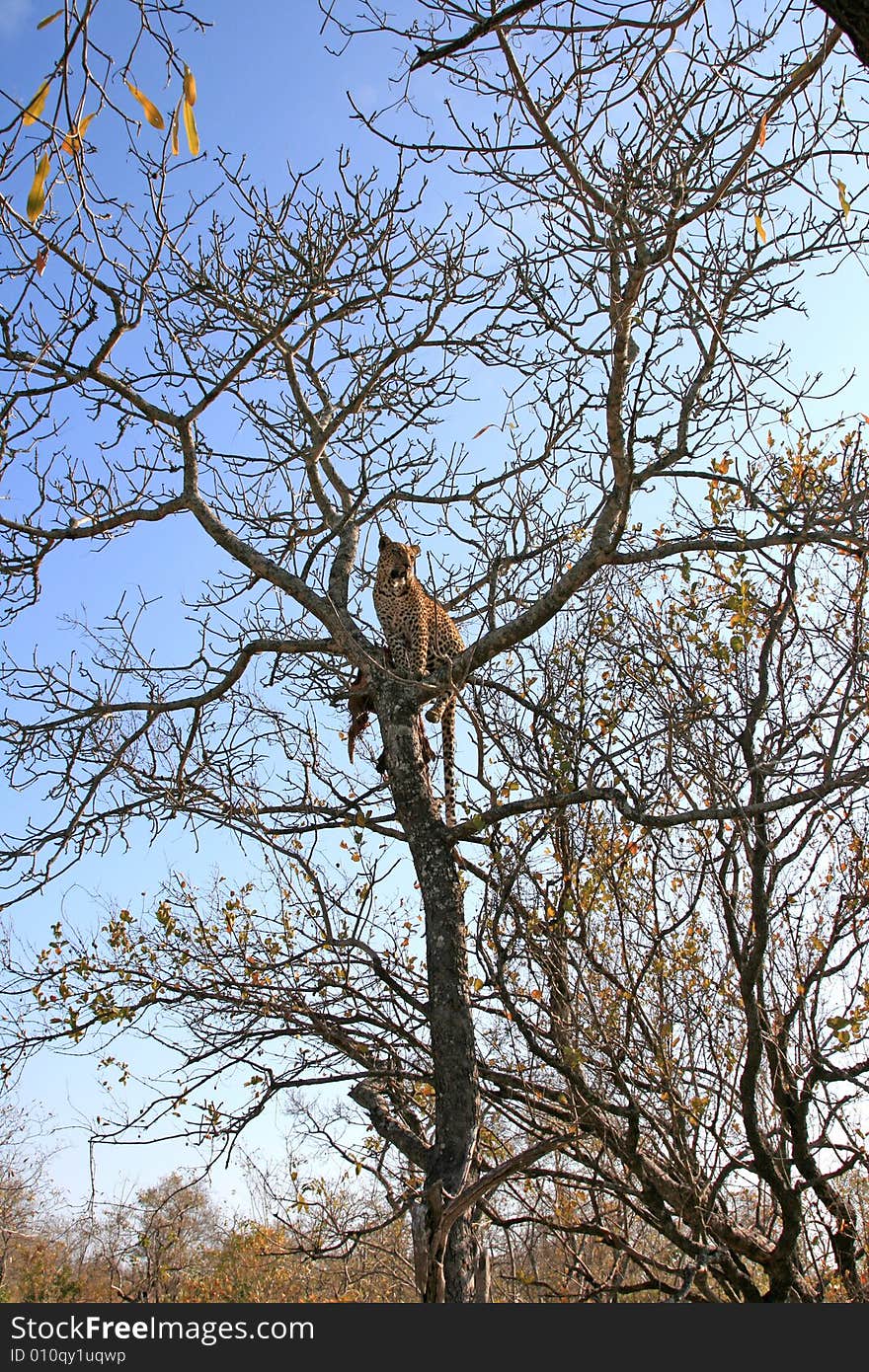 Leopard in a tree with kill in Sabi Sands Reserve