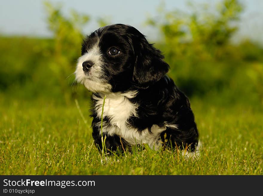 A black Bichon Havanaise puppy is sitting in green grass. A black Bichon Havanaise puppy is sitting in green grass