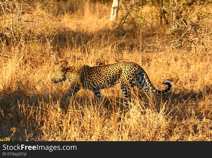 Leopard in the Sabi Sands