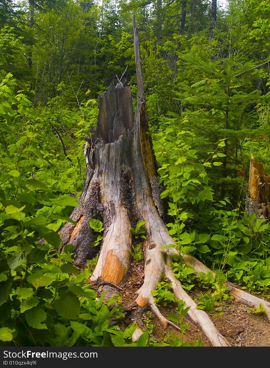 A large broken stump in a thick green forest. A large broken stump in a thick green forest