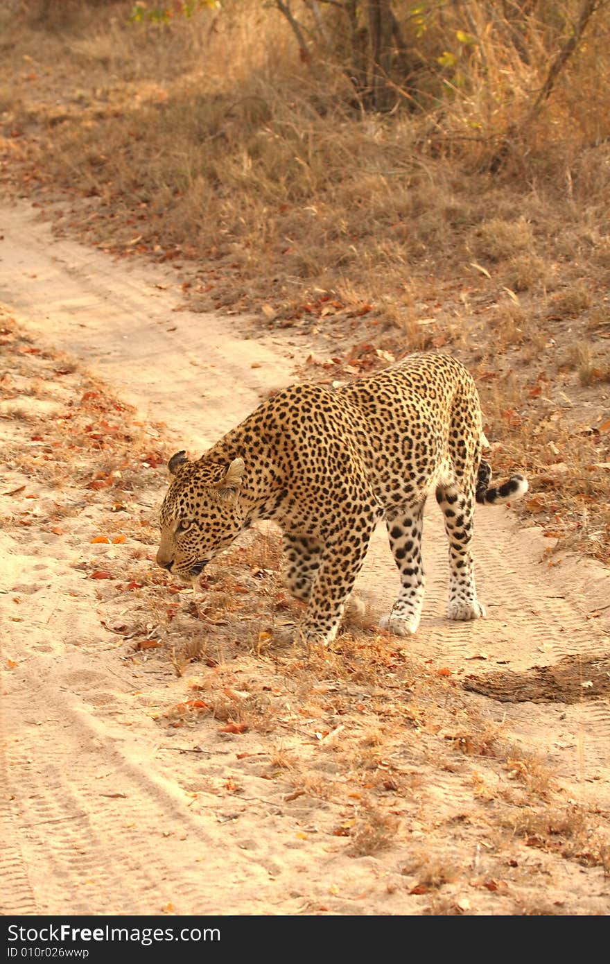 Leopard in the Sabi Sands