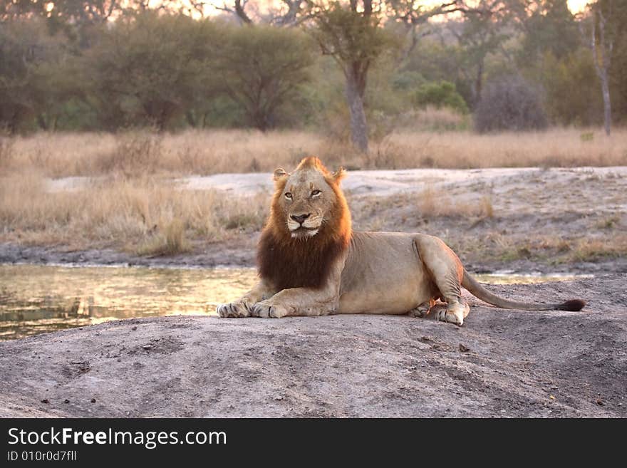 Lion in Sabi Sands Reserve, South Africa