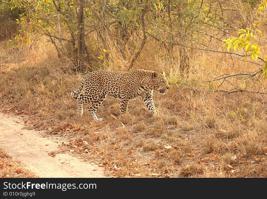 Leopard in the Sabi Sands Reserve