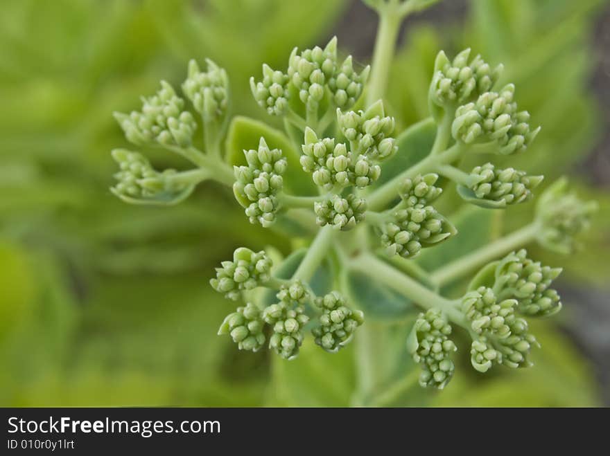 Bud of flower on a background leaves