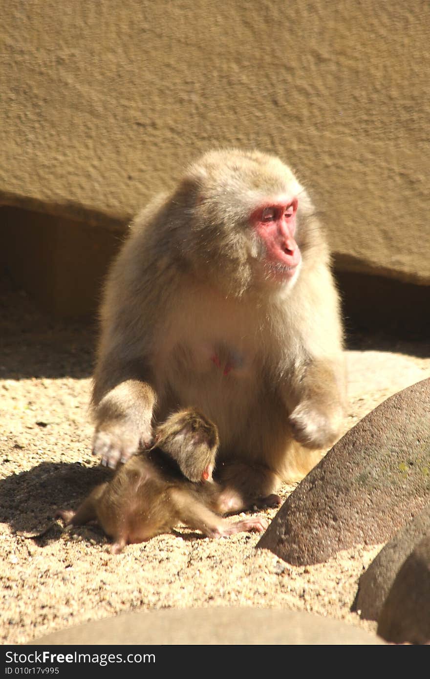 Japanese snow monkey