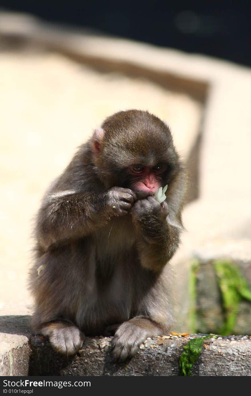 Japanese Snow Monkey