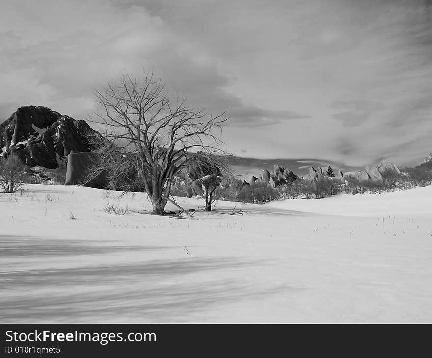 A barren winter tree along the rock formations of the Colorado Foothills. A barren winter tree along the rock formations of the Colorado Foothills.