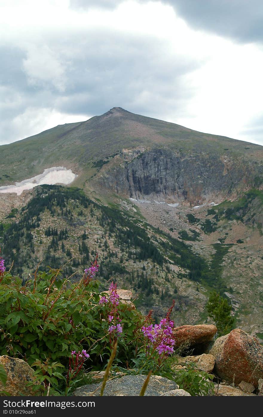 Rocky Mountain National Park  flowers