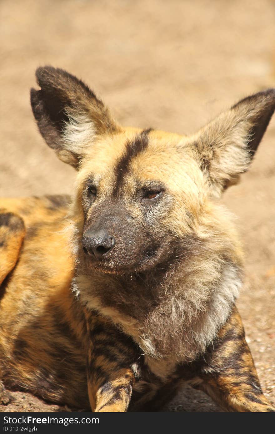 African Wild (painted) dog