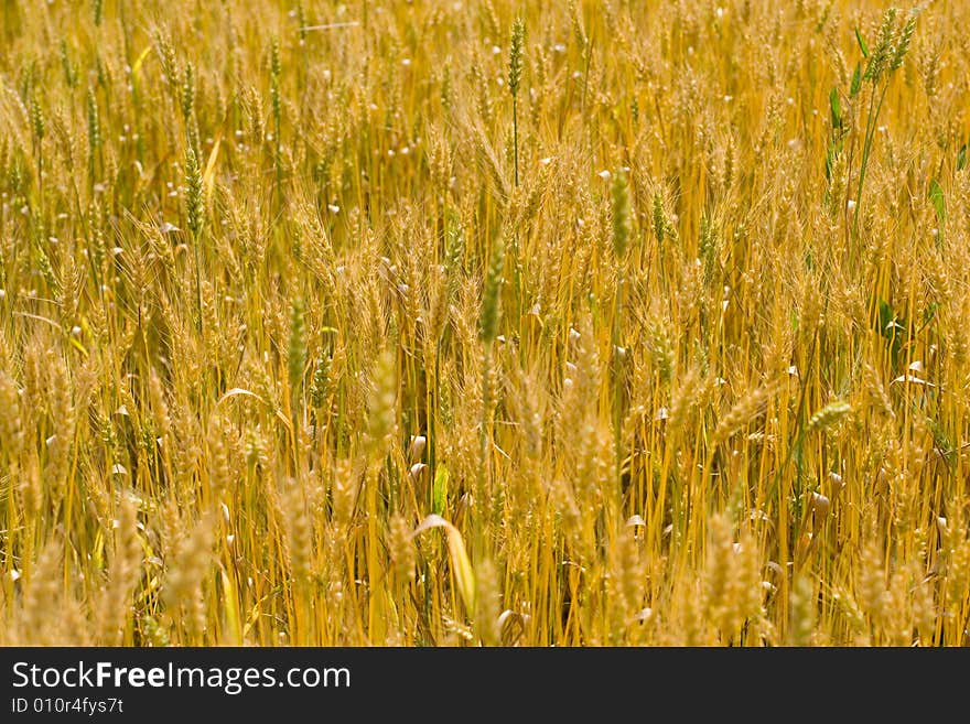 Field Of Wheat